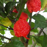 Heirloom Carolina Reaper pepper plants with vibrant mature peppers.