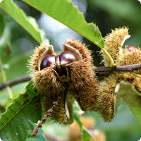 Heirloom Castanea sativa tree with lush green foliage in a landscape.