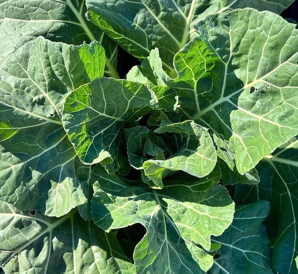 Healthy Champion Collard Greens growing in a vegetable garden