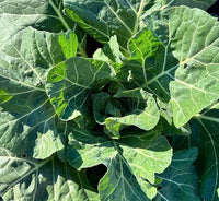 Healthy Champion Collard Greens growing in a vegetable garden