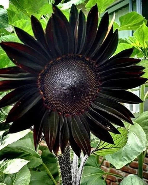 Heirloom Deep Black Sunflowers with dramatic dark blooms in a sunny garden.