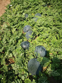 Heirloom Densuke watermelon plants growing with dark-rind fruits