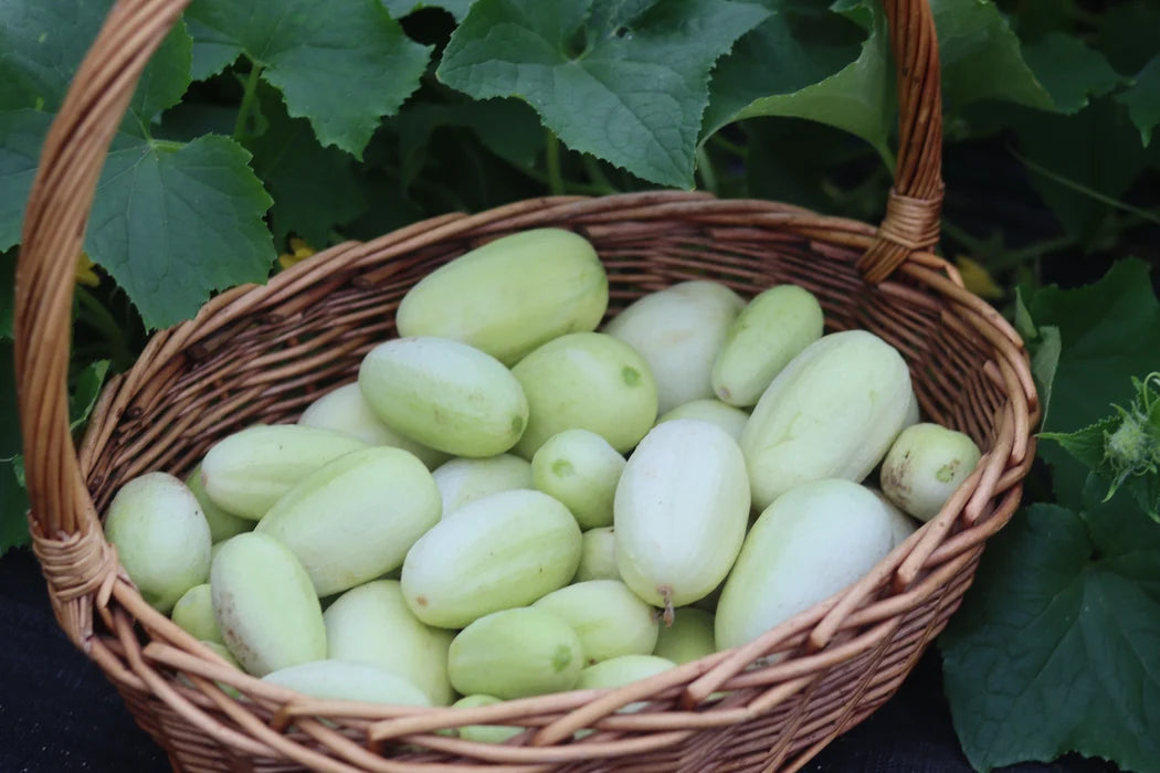Healthy Dragon's Egg Cucumber vines growing on a garden trellis