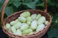 Healthy Dragon's Egg Cucumber vines growing on a garden trellis