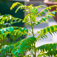 Heirloom Dwarf Curry Leaf plant with lush green aromatic foliage.