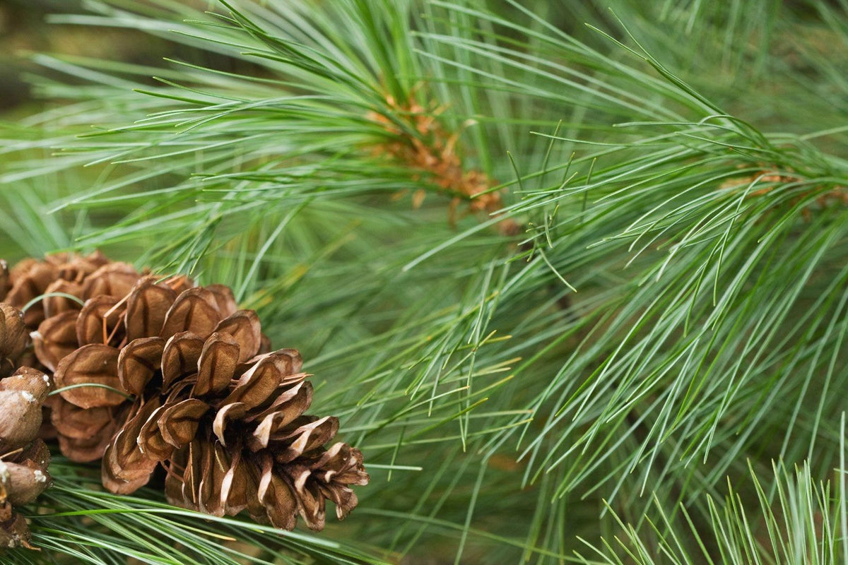 Heirloom Eastern White Pine seeds for cultivating ornamental evergreen trees
