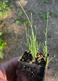 Heirloom Ephedra nevadensis desert plant with distinctive green stems.