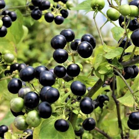 Healthy Garden Huckleberry plants growing in a home garden