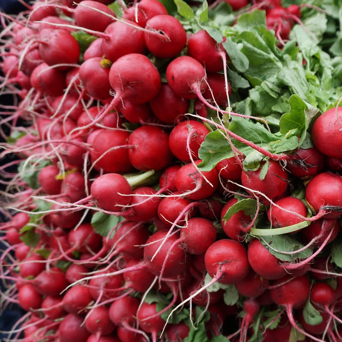 Healthy German Giant Pink Radish growing in a vegetable garden