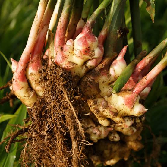 Heirloom ginger herb seeds suitable for kitchen gardens and raised beds.