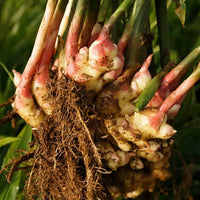 Heirloom ginger herb seeds suitable for kitchen gardens and raised beds.