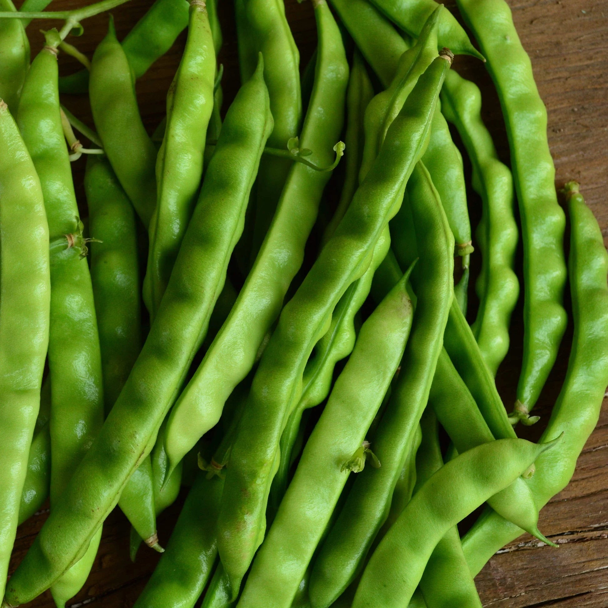 Healthy Good Mother Stallard Pole Bean vines growing on a garden trellis