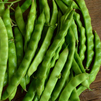Healthy Good Mother Stallard Pole Bean vines growing on a garden trellis