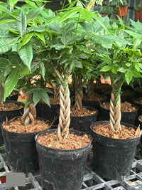 Heirloom Green Money Tree with lush green foliage growing in a decorative pot.