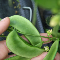 Healthy Henderson Bush Lima Bean plants growing in a vegetable garden
