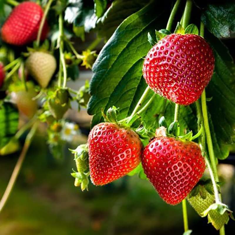 Heirloom Hokowase strawberry seeds for containers, raised beds, and patios