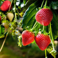 Heirloom Hokowase strawberry seeds for containers, raised beds, and patios