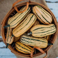 Healthy Honey Boat Delicata Squash vines growing in a vegetable garden