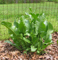 Heirloom horseradish seeds for growing root vegetables.