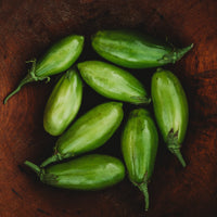 Healthy Jilo Comprido Verde Claro Eggplant plants growing in a vegetable garden