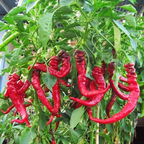 Healthy Jimmy Nardello Pepper plants growing in a vegetable garden