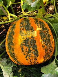 Healthy Kakai Hulless Oilseed Pumpkin vines growing in a garden