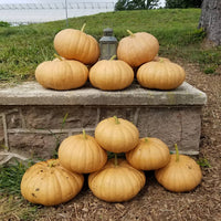 Healthy Long Island Cheese Squash vines growing in a vegetable garden