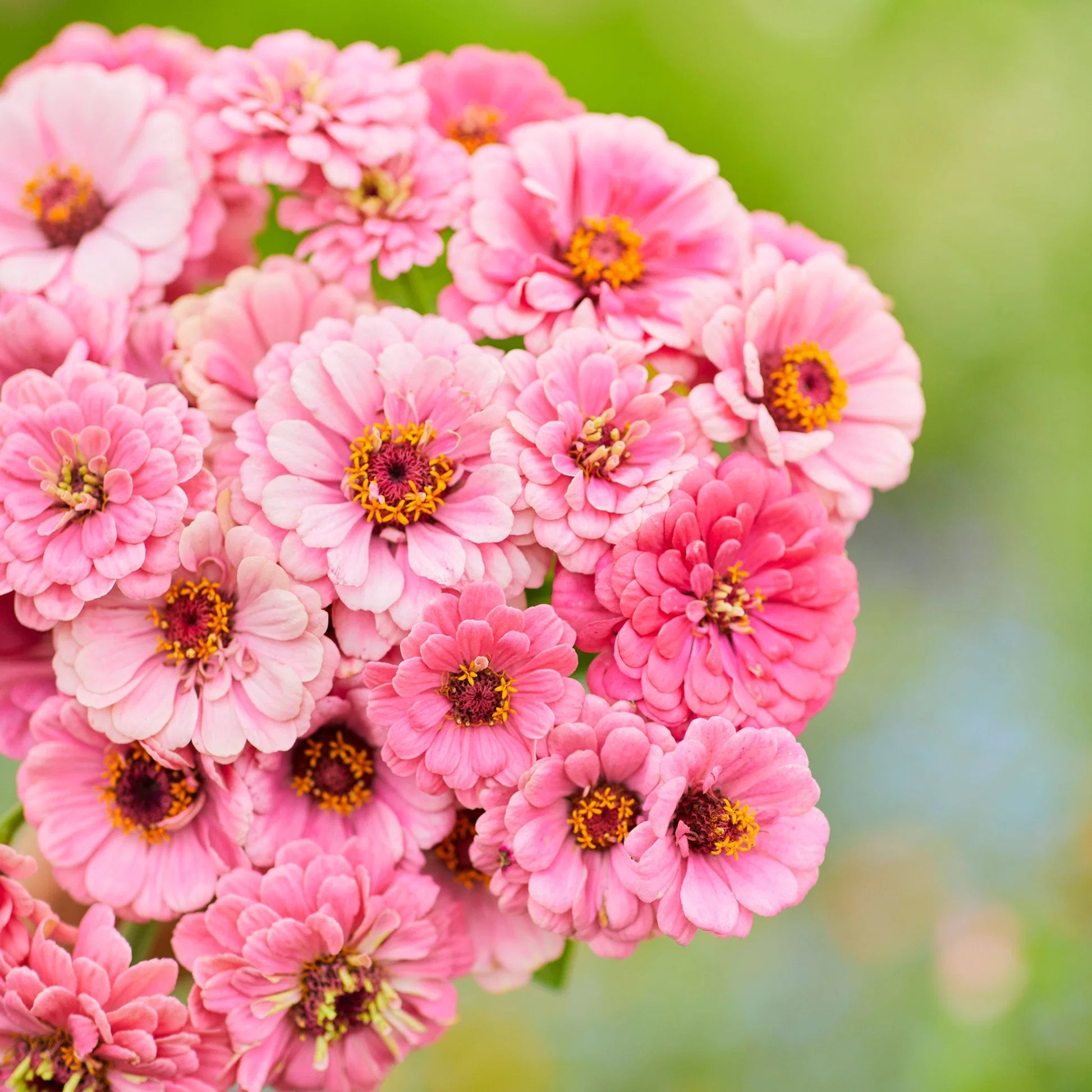 Soft pink Luminosa Zinnia flowers blooming in a garden