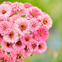 Soft pink Luminosa Zinnia flowers blooming in a garden