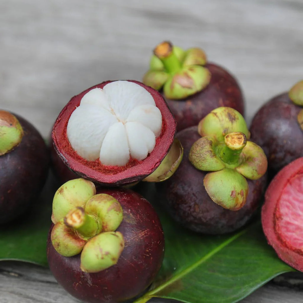 Heirloom Mangosteen tree with glossy green leaves and purple fruit.