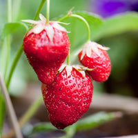 Heirloom Mara des Bois Strawberry seeds suitable for containers and hanging baskets.