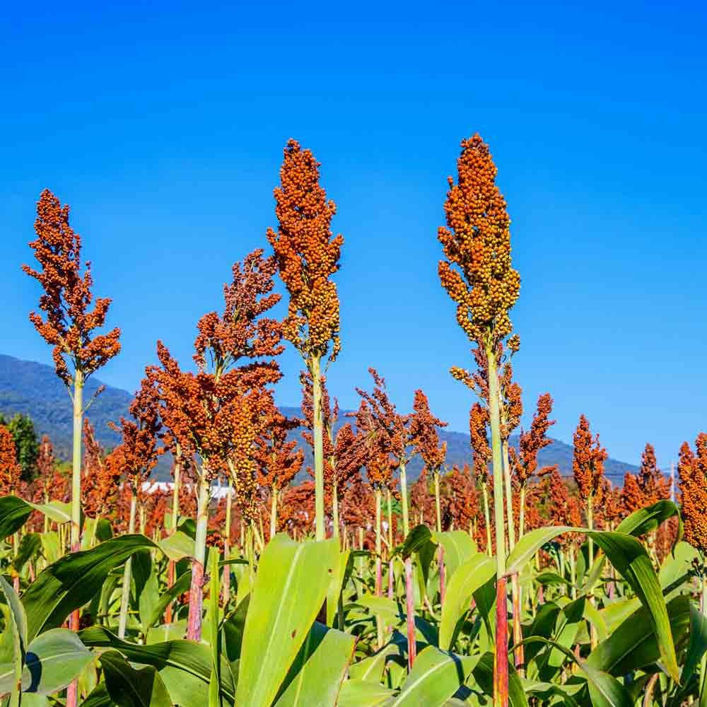 Healthy Mennonite Sweet Cane Sorghum plants growing in a sunny garden