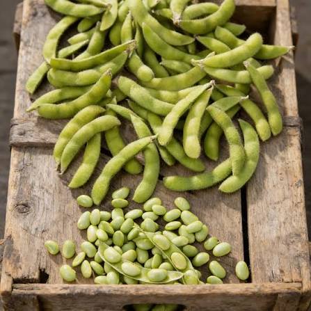 Healthy Midori Giant Edamame plants growing in a vegetable garden
