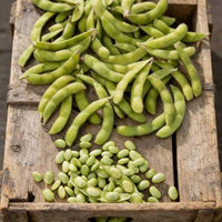 Healthy Midori Giant Edamame plants growing in a vegetable garden