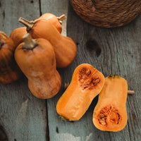 Healthy Mini Butternut Squash plants growing in a vegetable garden
