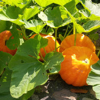 Healthy Montana Jack Pumpkin vines growing in a garden