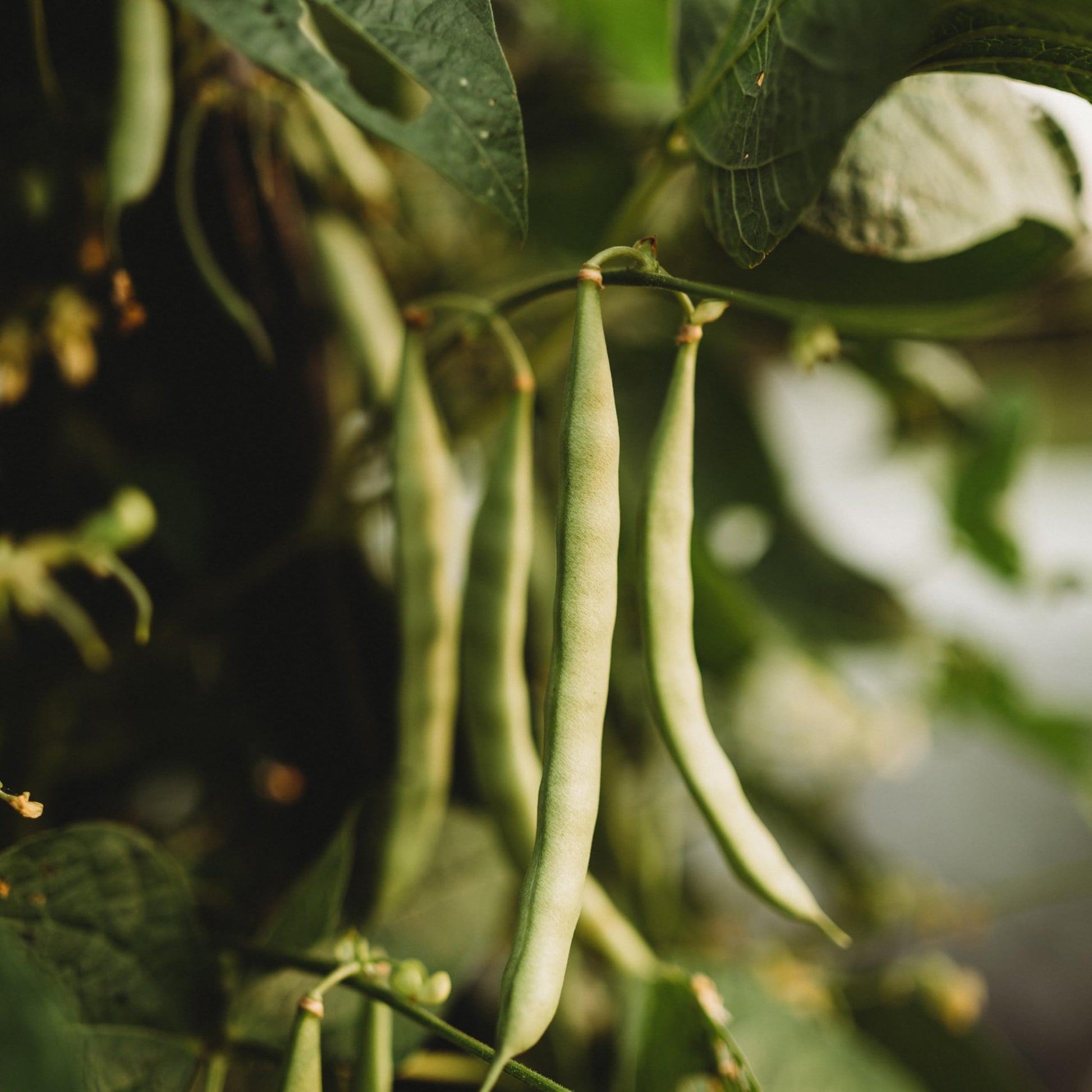 Healthy Mountaineer White Half-Runner Bean vines growing on a garden trellis
