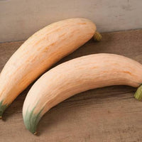 Healthy North Georgia Candy Roaster Squash vines growing in a garden