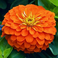 Bright orange Orange King Zinnia flowers blooming in a garden