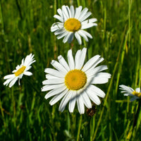 Heirloom Ox-Eye Daisy wildflower seeds with classic white blooms