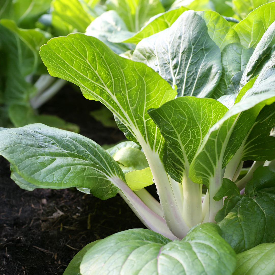 White Stem Pak Choi seeds for raised beds and container planting.