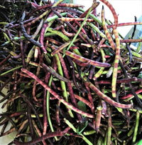 Healthy Pink-Eyed Purple Hull Cowpea plants growing in a vegetable garden