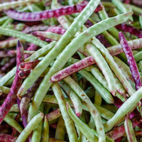 Healthy Pink-Eyed Purple Hull Cowpea plants growing in a vegetable garden