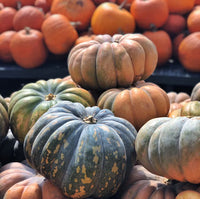 Heirloom pumpkin seeds for home garden planting