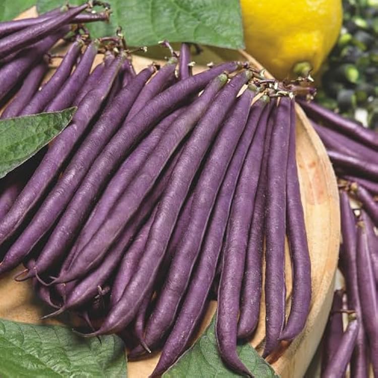 Purple Podded Pole Bean vines growing on a garden trellis