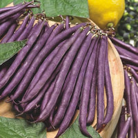 Purple Podded Pole Bean vines growing on a garden trellis