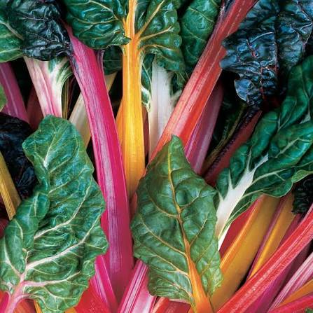 Heirloom Rainbow Chard vegetable seeds suitable for home gardens and containers.