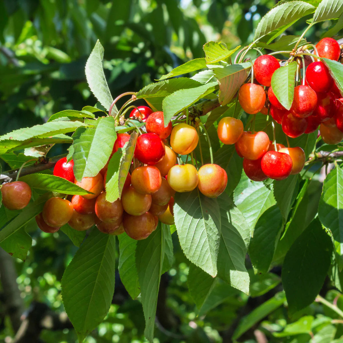 Rainier Sweet Cherry tree with yellow and white cherries
