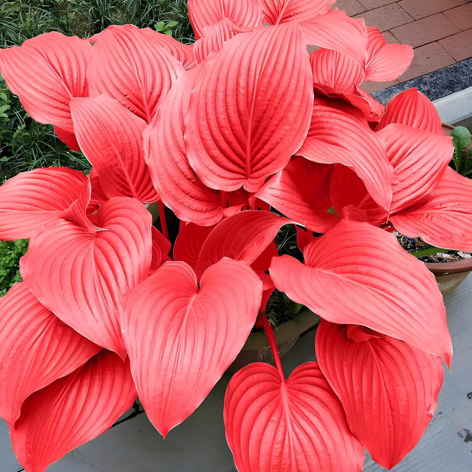 Heirloom Red Hosta plants with attractive colorful foliage in a garden.