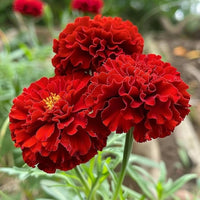 Heirloom Red Marigold seeds suitable for borders, raised beds, and containers.
